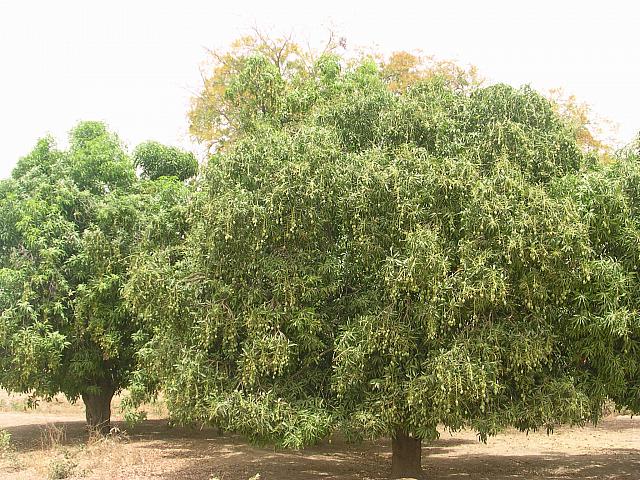 burkina faso 094