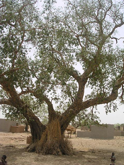 burkina faso 098